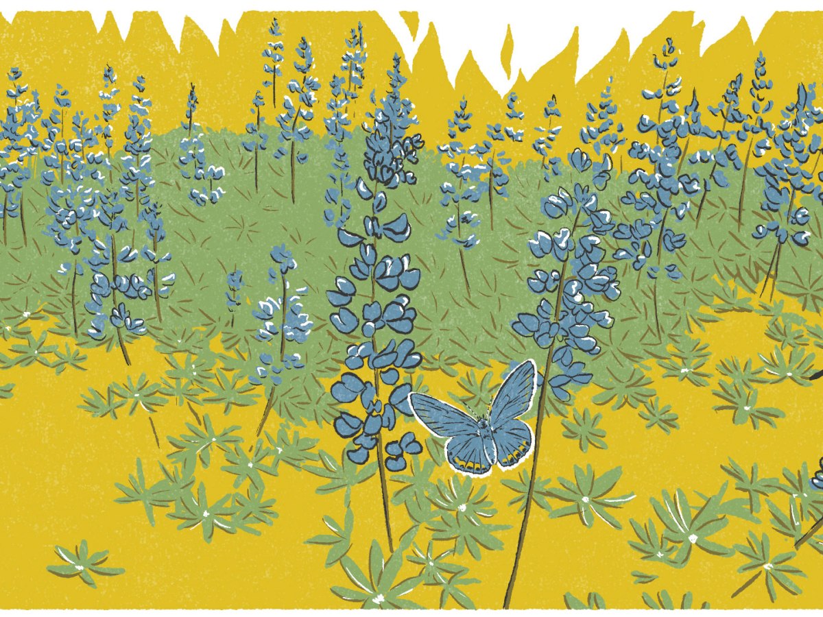 Climate change calls on us to learn to live with&nbsp;fire